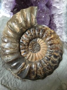 Red Rock Fossils
